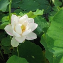 les jardins d'eau 029